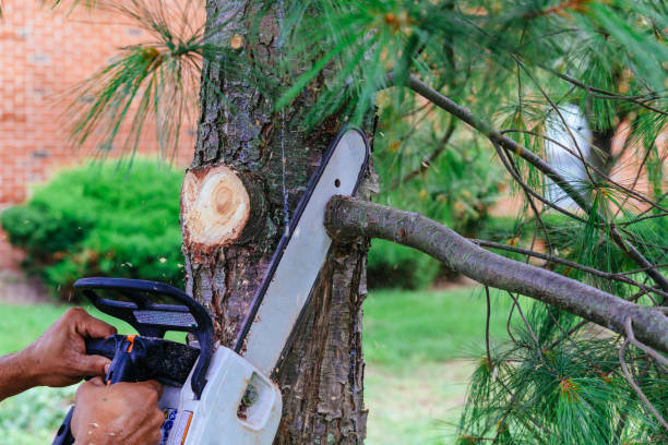 Best Tree Branch Trimming  in Ardmore, AL